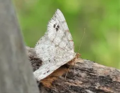 Eastern Ninebark Angle thumbnail 2