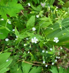 tuber starwort thumbnail 4