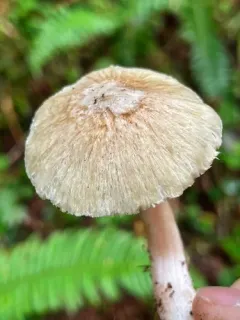 Inocybe melleiconica thumbnail 2