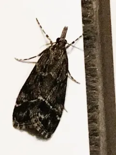 Eudonia rectilinea thumbnail 3