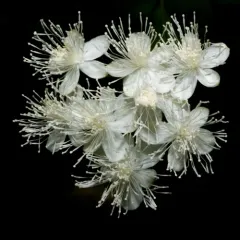 Willamette False Rue Anemone thumbnail 4