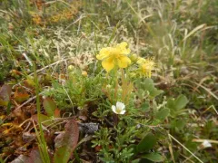 two-flower cinquefoil thumbnail 2