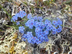 alpine forget-me-not thumbnail 2