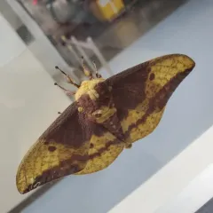 Imperial Moth thumbnail 2