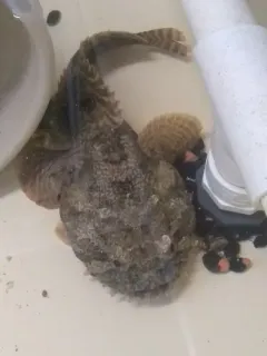 Oyster Toadfish thumbnail 1