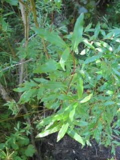 Little-tree Willow thumbnail 4