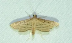 Acrobat Moth thumbnail 3