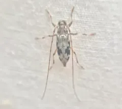 Lepturges angulatus thumbnail 2