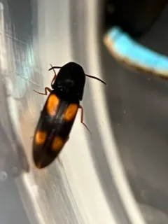 Idolus bigeminatus thumbnail 2
