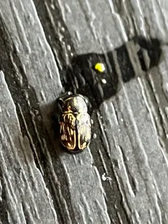 Pachybrachis peccans thumbnail 2
