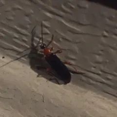 Canada Fire-colored Beetle thumbnail 2