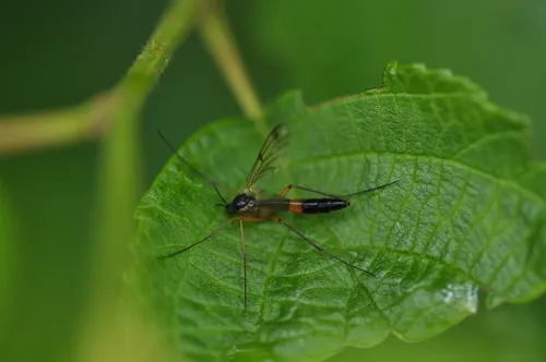Leptomorphus subcaeruleus