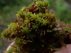Sphagnum miyabeanum thumbnail 1