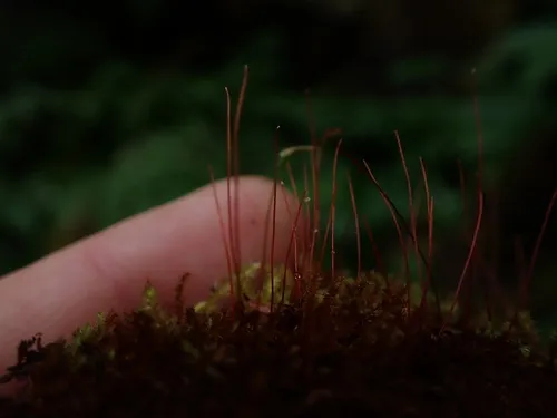 Haller's Feather-moss