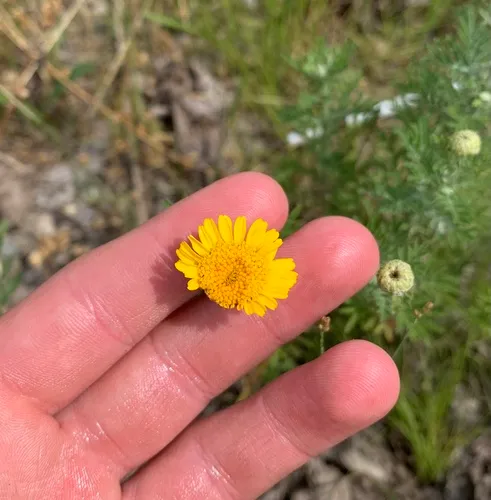 Golden marguerite