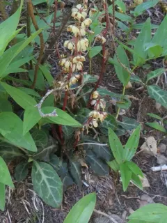 Cryptic wintergreen thumbnail 2