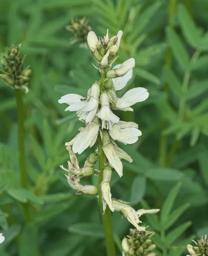 Williams' Milkvetch