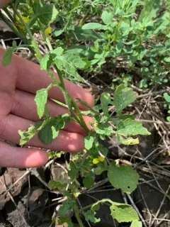 White Mustard thumbnail 2