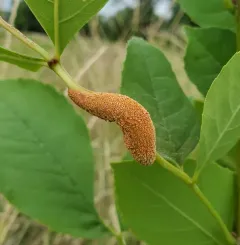ash rust thumbnail 2