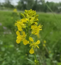 Black Mustard thumbnail 4
