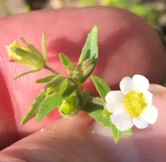 clammy hedge-hyssop thumbnail 3