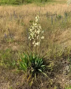 Weak-leaf Yucca thumbnail 4