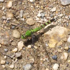 Eastern Pondhawk thumbnail 4