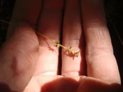Rye-grass Sedge thumbnail 2