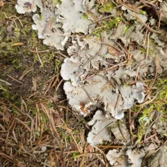 dog pelt lichen thumbnail 3