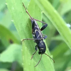 Xylotrechus convergens thumbnail 4
