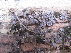 Rimmed Cobblestone Lichen thumbnail 4