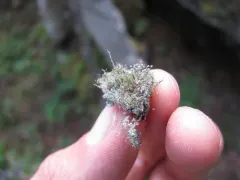 Chaenotheca gracilenta thumbnail 4