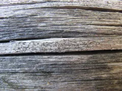 Black Woodscript Lichen thumbnail 3