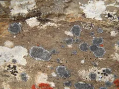 Copper Patch Lichen thumbnail 4