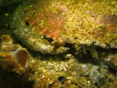 Slender Cockscomb thumbnail 2
