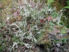 Greater Sulphur-cup Lichen thumbnail 3