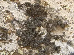Pulvinora pringlei thumbnail 4