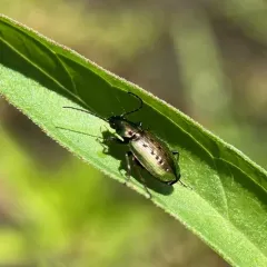 Agonum octopunctatum thumbnail 2