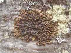 Varnished Tube Lichen thumbnail 4