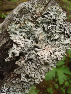 Powdered Tube Lichen thumbnail 1