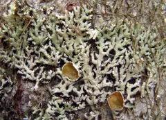 Hypogymnia canadensis thumbnail 4