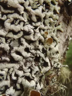 Wrinkled Tube Lichen thumbnail 1