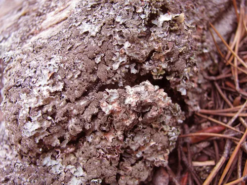 Pea-green Shield Lichen