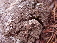 Pea-green Shield Lichen thumbnail 1