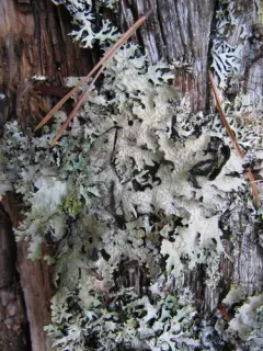 Western Shield Lichen thumbnail 2