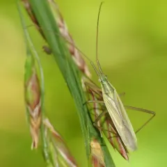 Megaloceroea recticornis thumbnail 4