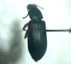 Decaying Darkling Beetle thumbnail 2