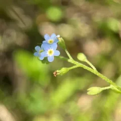 bay forget-me-not thumbnail 3