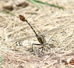 Flag-tailed Spinyleg thumbnail 2