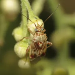 Nonlygus nubilatus thumbnail 3
